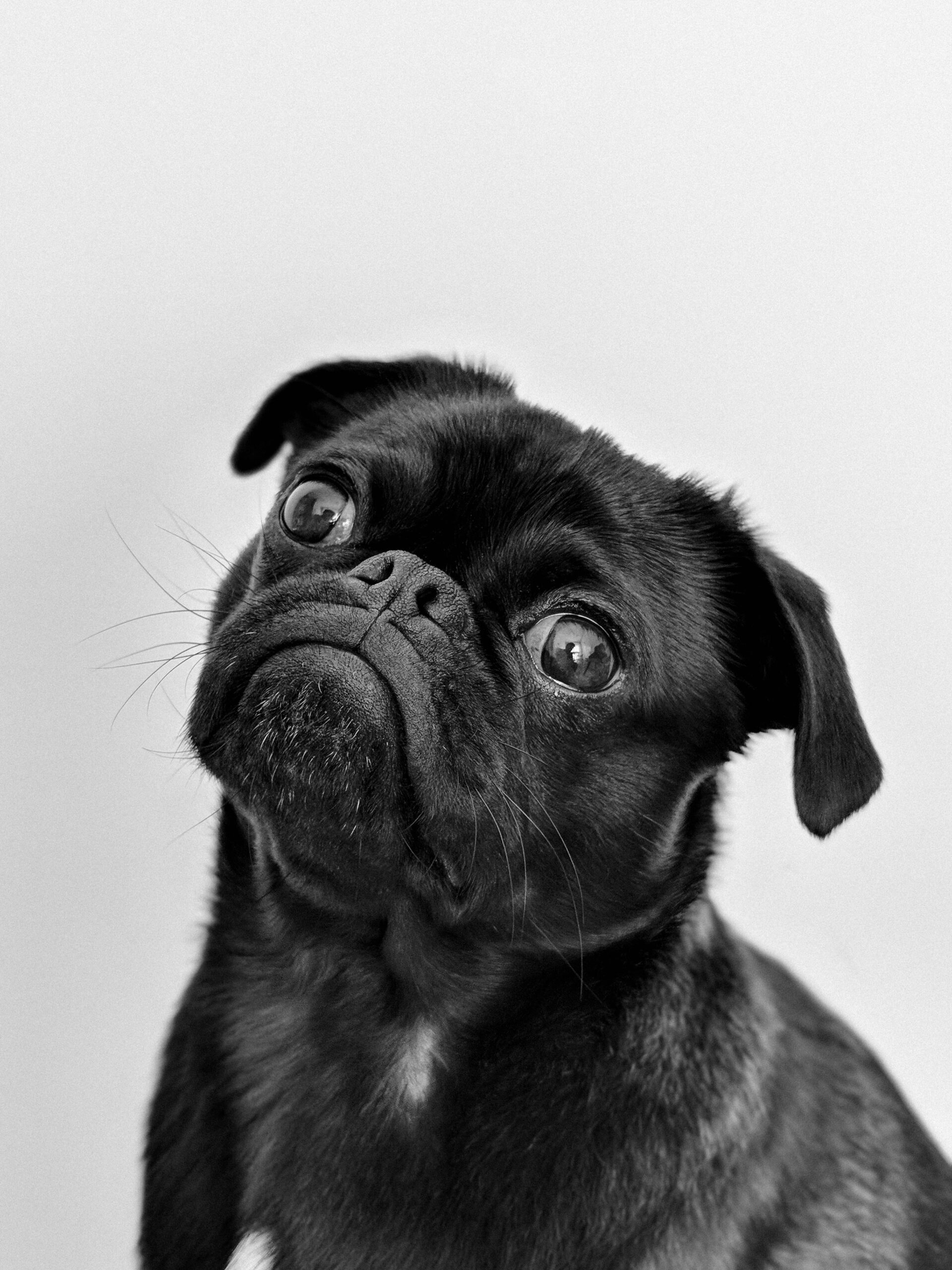 A Toast To Dog Rescue