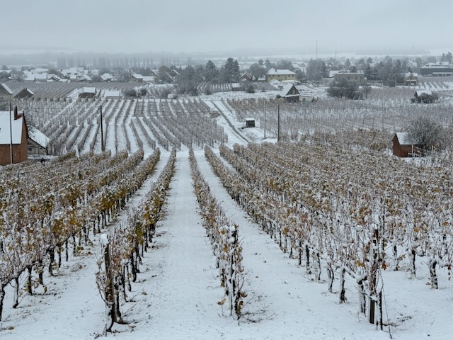 Life in Villany Wine Country