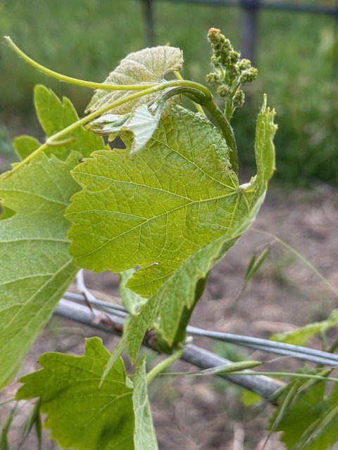 Campania Stories: Initial Sips — Campi Flegrei & Irpinia