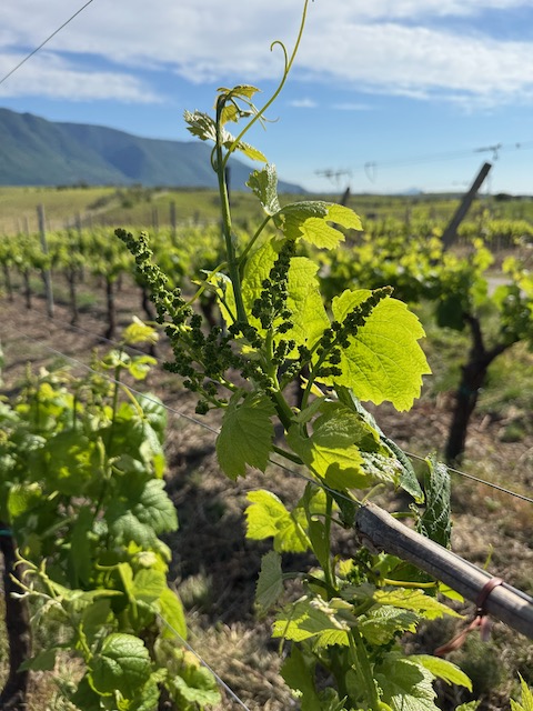 Campania Stories: Giorno 2 Rustic Soul, Mountain Power & the Wines of Sannio