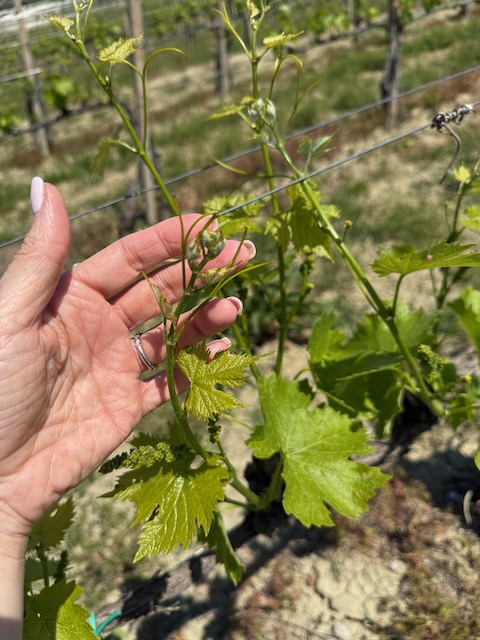 A Montefalco 2026: The Quiet Poetry of Place