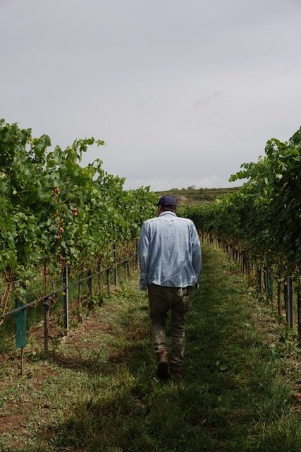 Al Dente: Alwin Jurtschitsch and the Stone Beneath the Kamptal